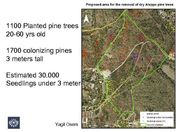 1100 Planted pine trees 20 -60 yrs old 1700 colonizing pines 3 meters tall
