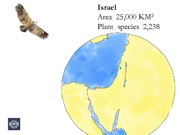 Israel Area 25, 000 KM 2 Plant species 2, 238 