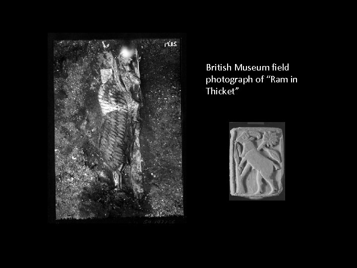 British Museum field photograph of “Ram in Thicket” 