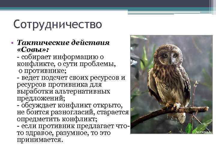 Сотрудничество • Тактические действия «Совы» : - собирает информацию о конфликте, о сути проблемы,