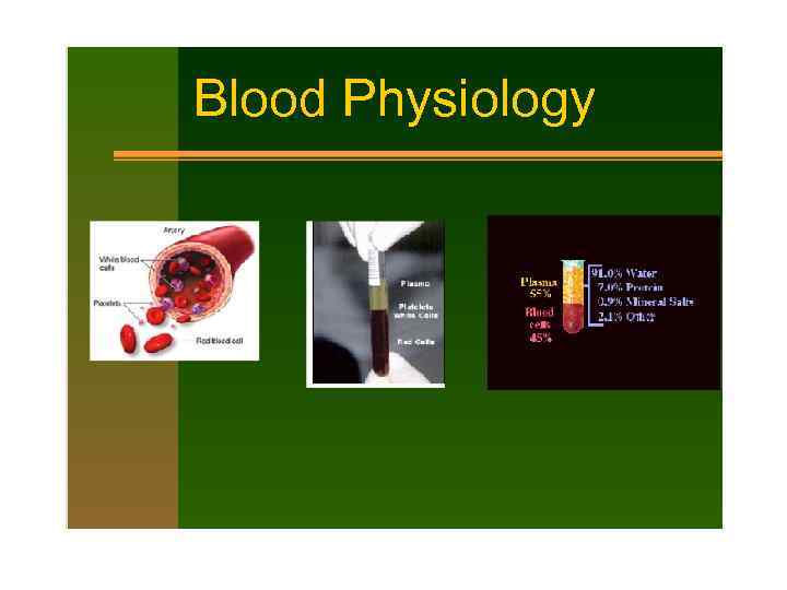 Blood Physiology 
