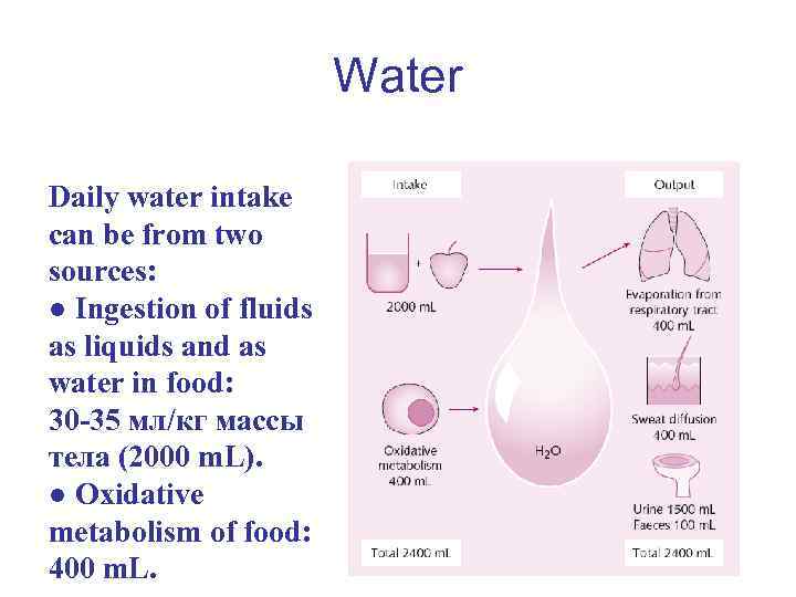 Water Daily water intake can be from two sources: ● Ingestion of fluids as