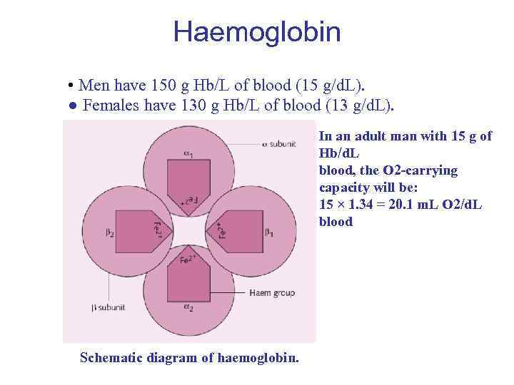 Haemoglobin • Men have 150 g Hb/L of blood (15 g/d. L). ● Females