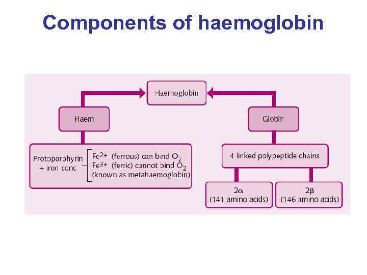 Components of haemoglobin 