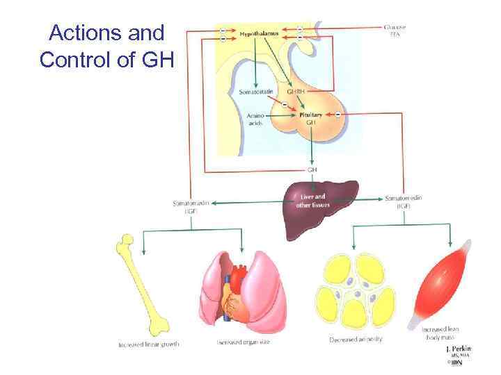 Actions and Control of GH 