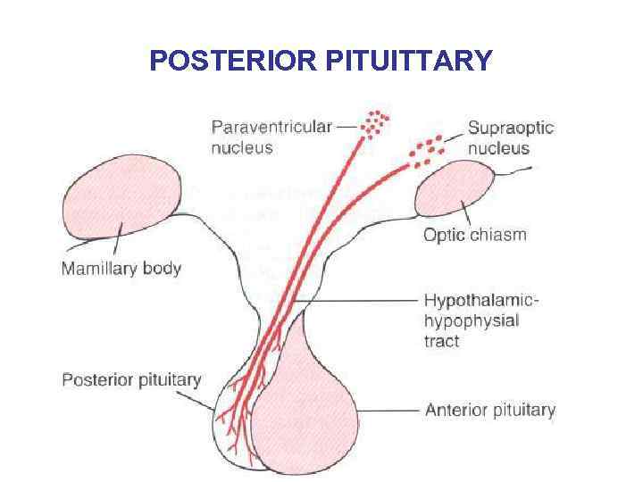 POSTERIOR PITUITTARY 