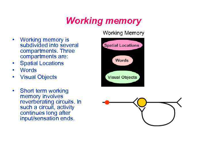 Working memory • Working memory is subdivided into several compartments. Three compartments are: •