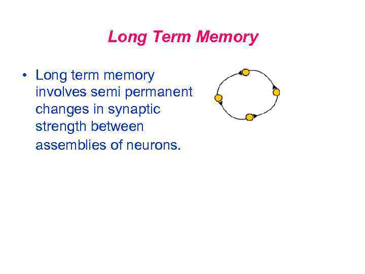 Long Term Memory • Long term memory involves semi permanent changes in synaptic strength