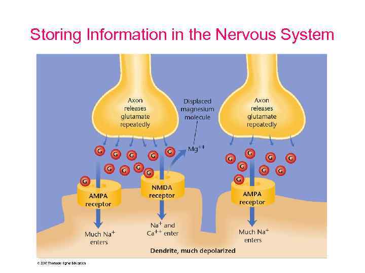 Storing Information in the Nervous System 