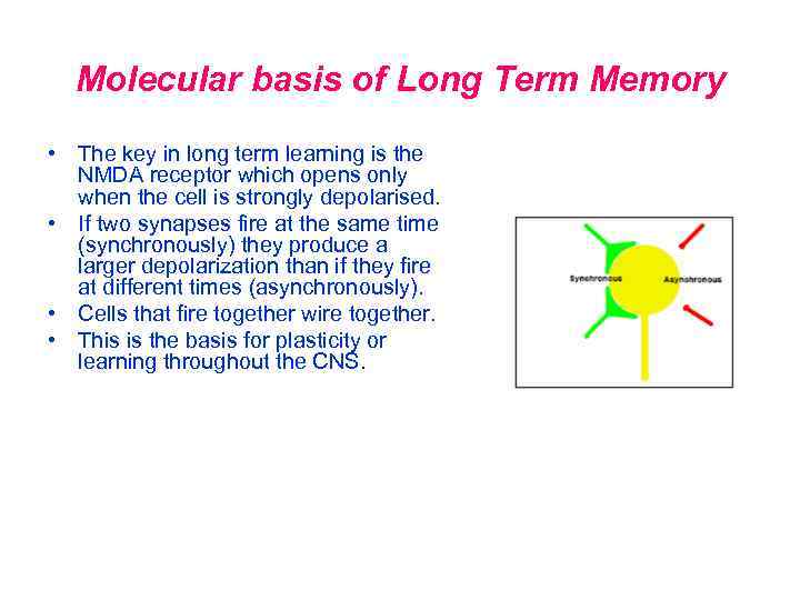 Molecular basis of Long Term Memory • The key in long term learning is