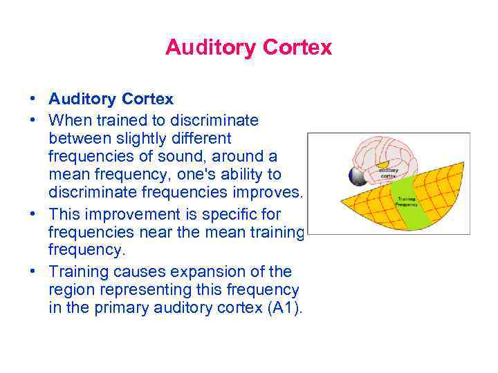 Auditory Cortex • When trained to discriminate between slightly different frequencies of sound, around