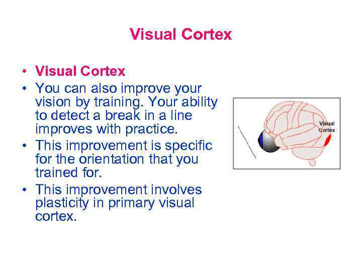 Visual Cortex • You can also improve your vision by training. Your ability to