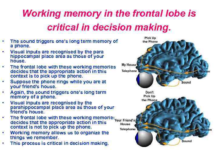 Working memory in the frontal lobe is critical in decision making. • • •