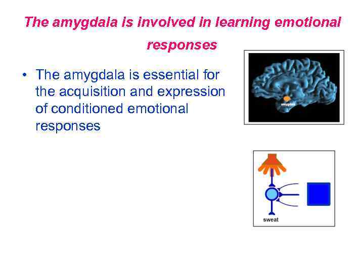 The amygdala is involved in learning emotional responses • The amygdala is essential for