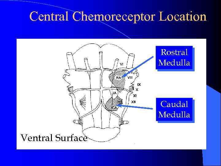 Central Chemoreceptor Location Rostral Medulla Caudal Medulla Ventral Surface 