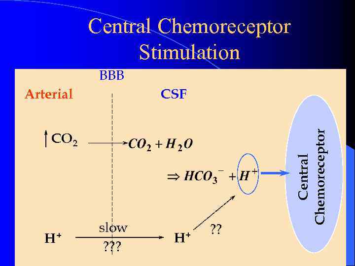 Central Chemoreceptor Stimulation BBB CO 2 H+ slow ? ? ? H+ ? ?