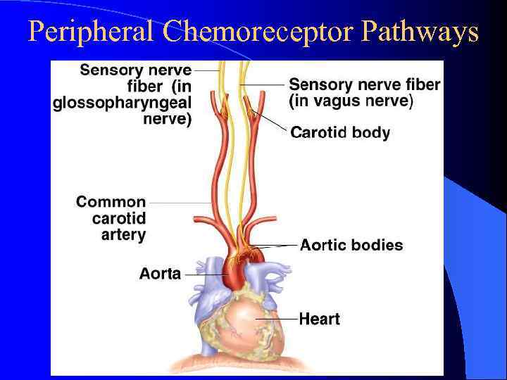 Peripheral Chemoreceptor Pathways 