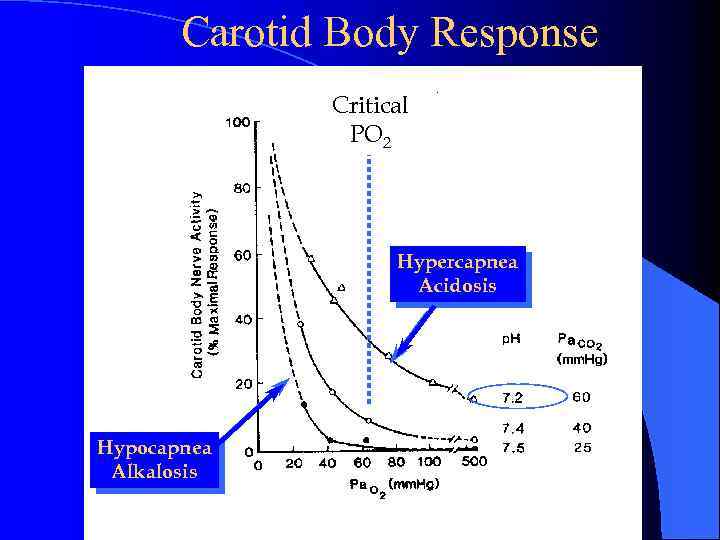 Carotid Body Response Critical PO 2 Hypercapnea Acidosis Hypocapnea Alkalosis 