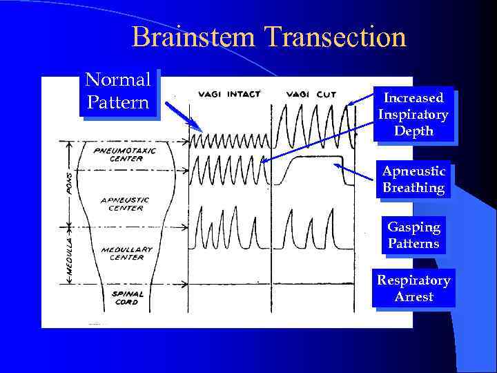 Brainstem Transection Normal Pattern Increased Inspiratory Depth Apneustic Breathing Gasping Patterns Respiratory Arrest 