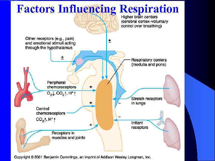 Factors Influencing Respiration 