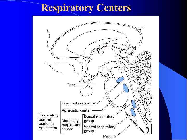 Respiratory Centers 