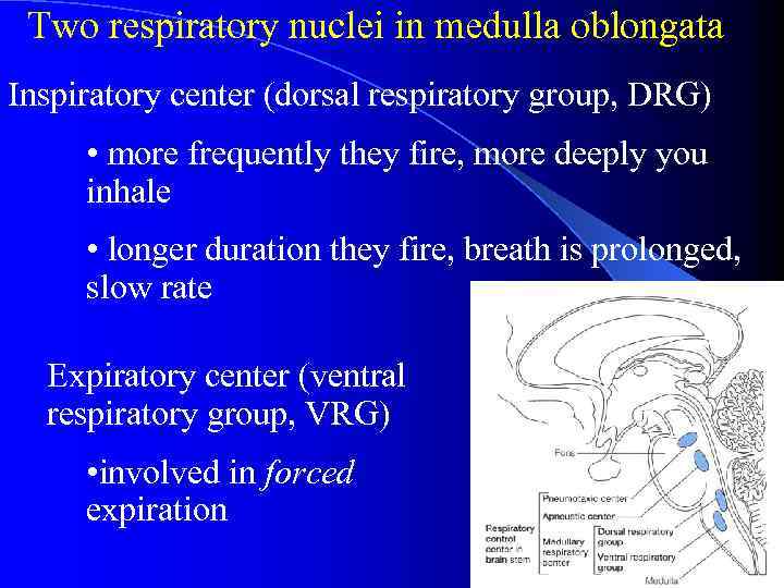 Two respiratory nuclei in medulla oblongata Inspiratory center (dorsal respiratory group, DRG) • more