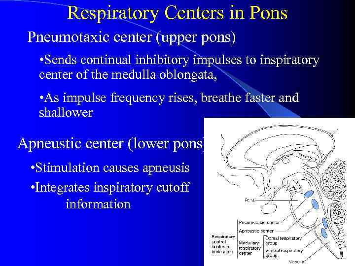 Respiratory Centers in Pons Pneumotaxic center (upper pons) • Sends continual inhibitory impulses to