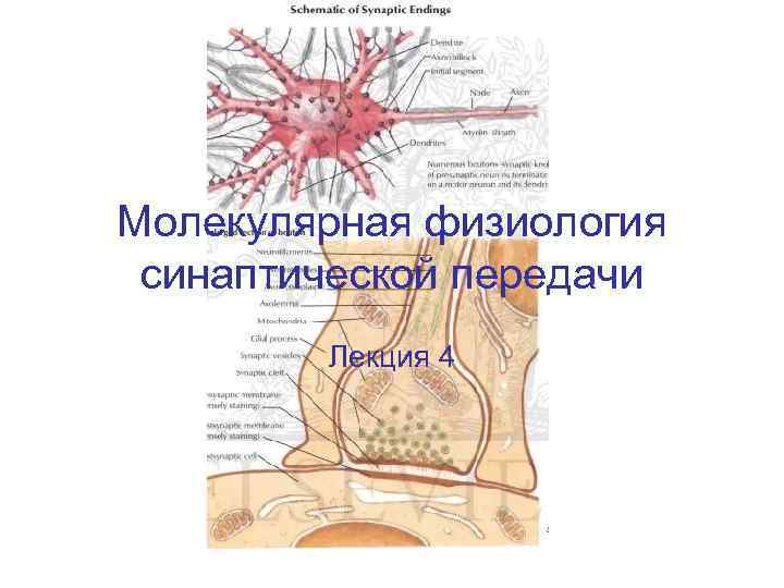 Молекулярная физиология синаптической передачи Лекция 4 