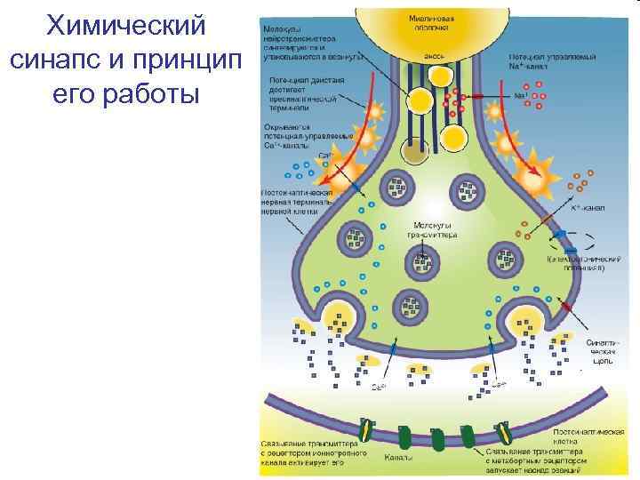 Химический синапс и принцип его работы 