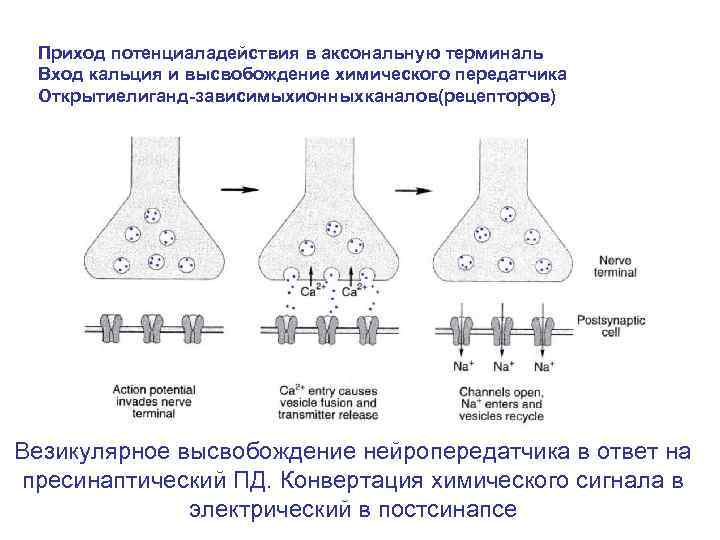 Приход потенциаладействия в аксональную терминаль Вход кальция и высвобождение химического передатчика Открытиелиганд-зависимыхионныхканалов(рецепторов) Везикулярное высвобождение