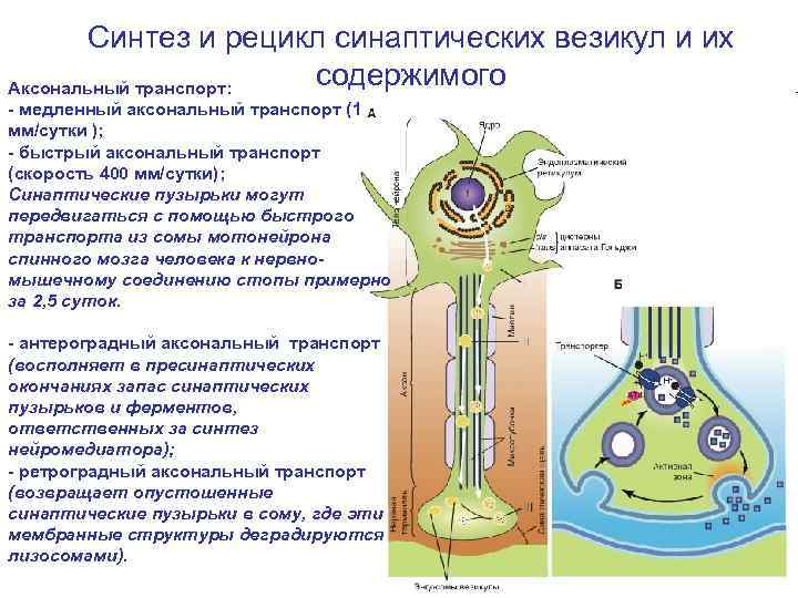 Синтез транспорт. Антероградный аксональный транспорт. Ретроградный аксональный транспорт. Аксонный транспорт физиология. Медленный аксональный транспорт.