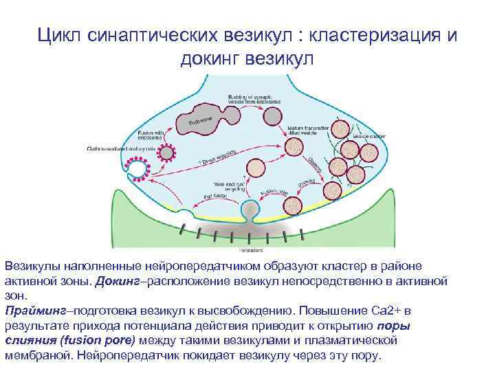 Цикл синаптических везикул : кластеризация и докинг везикул Везикулы наполненные нейропередатчиком образуют кластер в