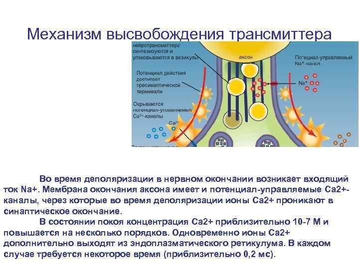 Механизм высвобождения трансмиттера Во время деполяризации в нервном окончании возникает входящий ток Na+. Мембрана
