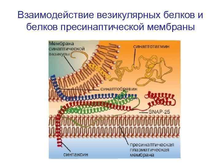 Взаимодействие везикулярных белков и белков пресинаптической мембраны 