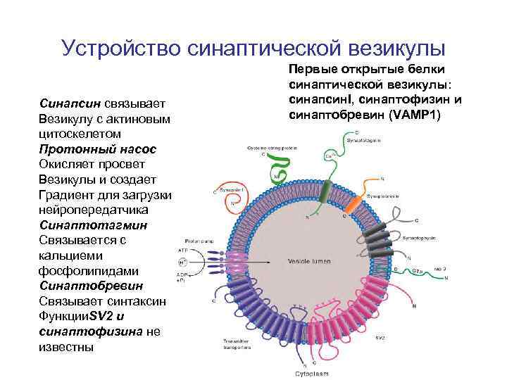 Устройство синаптической везикулы Синапсин связывает Везикулу с актиновым цитоскелетом Протонный насос Окисляет просвет Везикулы