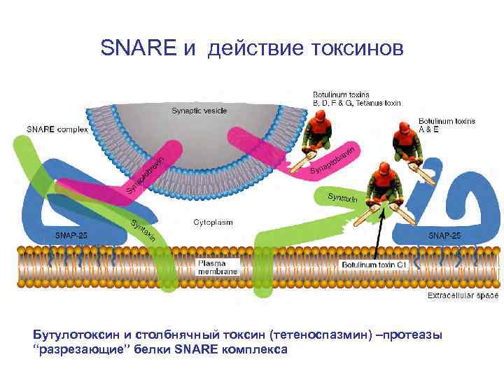 SNARE и действие токсинов Бутулотоксин и столбнячный токсин (тетеноспазмин) –протеазы “разрезающие” белки SNARE комплекса