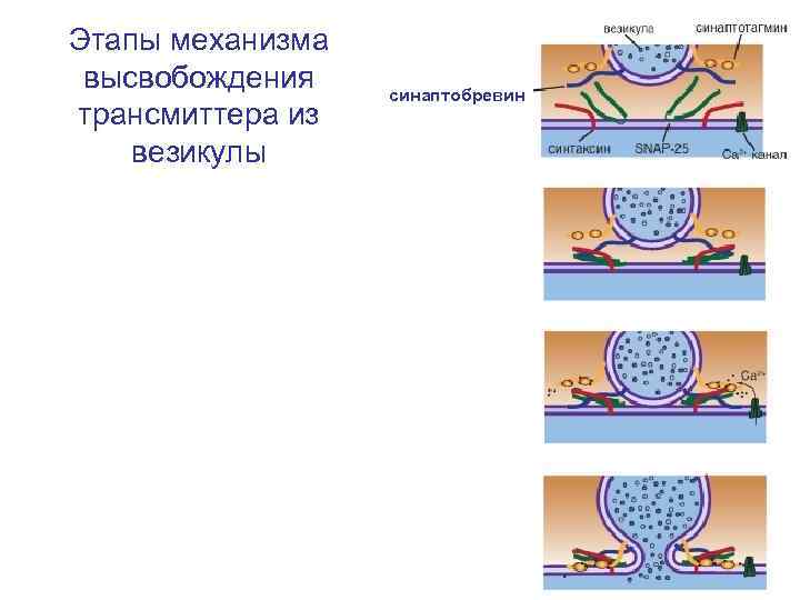 Этапы механизма высвобождения трансмиттера из везикулы синаптобревин 