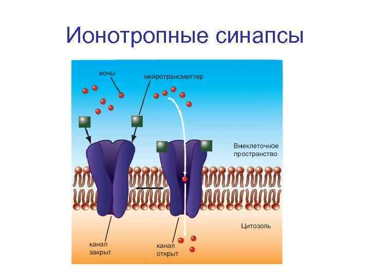 Ионотропные синапсы 