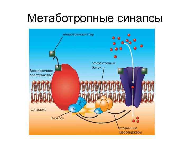 Метаботропные синапсы 