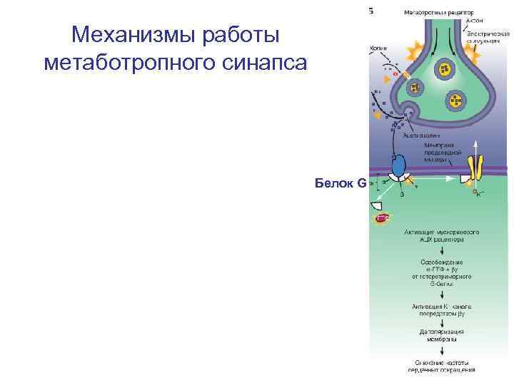 Механизмы работы метаботропного синапса Белок G 