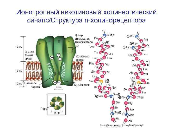 Ионотропный никотиновый холинергический синапс/Структура n-холинорецептора 