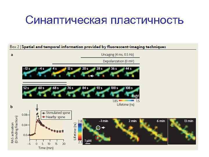 Синаптическая пластичность 