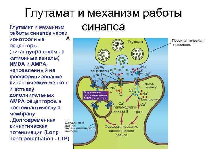 Глутамат и механизм работы Глутамат и механизм синапса работы синапса через ионотропные рецепторы (лигандуправляемые