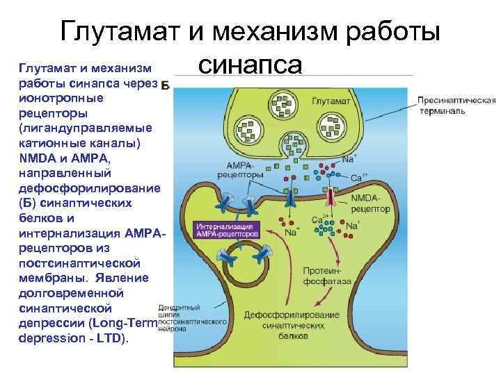 Клеточную локализацию ретиноидных рецепторов. Глутаматные рецепторы механизм. ГАМК Рецептор синапс. ГАМК И глутамат рецепторы. Глутамат NMDA.