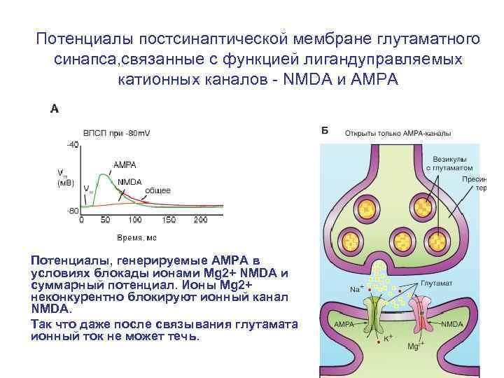 Синапс постсинаптическая мембрана. Постсинаптическая мембрана синапса. Потенциал на постсинаптической мембране. Постсинаптическая мембрана холинергического синапса. Потенциал действия на постсинаптической мембране.