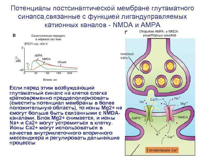 Потенциалы постсинаптической мембране глутаматного синапса, связанные с функцией лигандуправляемых катионных каналов - NMDA и