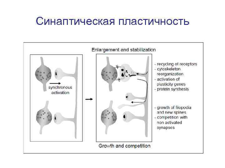 Как синапс влияет на конечный результат работы. Пластичность синапсов. Синаптическая пластичность мозга. Синаптическая пластичность схема. Пластичность физиология.