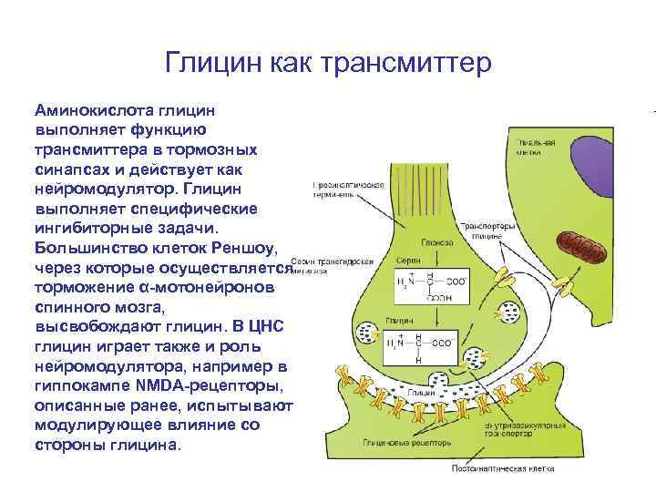 Глицин как трансмиттер Аминокислота глицин выполняет функцию трансмиттера в тормозных синапсах и действует как