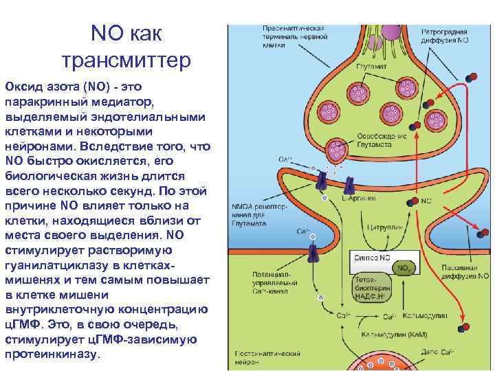 NO как трансмиттер Оксид азота (NO) - это паракринный медиатор, выделяемый эндотелиальными клетками и