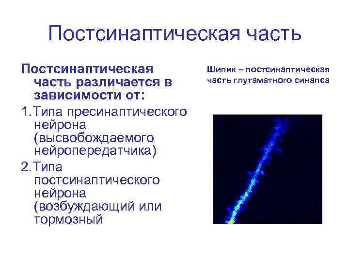 Постсинаптическая часть различается в зависимости от: 1. Типа пресинаптического нейрона (высвобождаемого нейропередатчика) 2. Типа